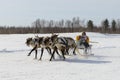 Races on reindeer sled in the Reindeer Herder's Day on Yamal Royalty Free Stock Photo