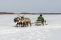 Races on reindeer sled in the Reindeer Herder's Day on Yamal Royalty Free Stock Photo