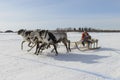 Races on reindeer sled in the Reindeer Herder's Day on Yamal Royalty Free Stock Photo