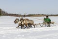 Races on reindeer sled in the Reindeer Herder's Day on Yamal Royalty Free Stock Photo