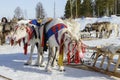 Races on reindeer sled in the Reindeer Herder's Day on Yamal Royalty Free Stock Photo