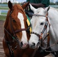 Racetrack Outrider Ponys Royalty Free Stock Photo
