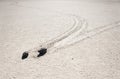 Racetrack Playa - Death Valley National Park Royalty Free Stock Photo