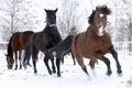 Racin horses running in the snow Royalty Free Stock Photo