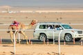 Racing camel running versus car for the king& x27;s cup, Al Ula, Saudi Arabia