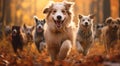 Group of happy dogs running against an autumn forest at sunset background. Royalty Free Stock Photo