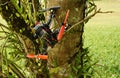 Racing drone crash on tree Royalty Free Stock Photo