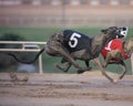 Racing Greyhound