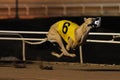 Racing Greyhound Airborne