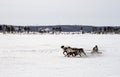Racing on home reindeer in Yamal tundra