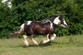 Racing horse Royalty Free Stock Photo