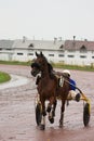 Racing horse carriage