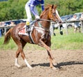 Racing horse portrait in action