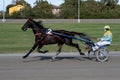 Racing horses trots and rider on a track of stadium. Competitions for trotting horse racing. Horses compete in harness racing.