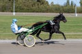 Racing horses trots and rider on a track of stadium. Competitions for trotting horse racing. Horses compete in harness racing.