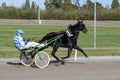 Racing horses trots and rider on a track of stadium. Competitions for trotting horse racing. Horses compete in harness racing.