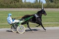 Racing horses trots and rider on a track of stadium. Competitions for trotting horse racing. Horses compete in harness racing.