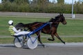 Racing horses trots and rider on a track of stadium. Competitions for trotting horse racing. Horses compete in harness racing.