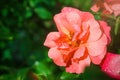 Racing open pink rose on background of green foliage. flower lit by bright midday sun with raindrops on petals