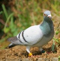 Racing pigeon Royalty Free Stock Photo