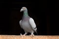 Racing Pigeon Royalty Free Stock Photo