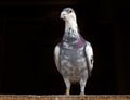 Racing Pigeon Royalty Free Stock Photo