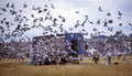 Racing pigeons being released from a specialist racing pigeon truck 1983