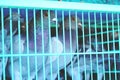 Racing pigeons in cage, bird, competition, animal Royalty Free Stock Photo