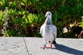 Racing postal pigeon with blue and orange foot clip rings in the park of Tenerife,Canary Islands,Spain.