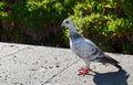 Racing postal pigeon with blue and orange foot clip rings in the park of Tenerife,Canary Islands,Spain.