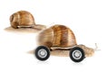 Racing snail on wheels Royalty Free Stock Photo