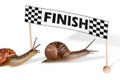 Racing snails Royalty Free Stock Photo