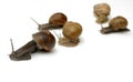 Racing Snails