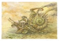 Racing snails