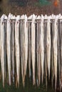 Rack with fresh smoked eel in The Netherlands Royalty Free Stock Photo