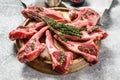 Rack of lamb , raw meat with bone, chops with salt, pepper. Gray background. Top view Royalty Free Stock Photo