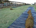 Dried Sultanas On Black Plastic Drying Sheet.