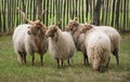 Racka sheep Royalty Free Stock Photo