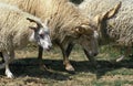 RACKA SHEEP, A BREED FROM HUNGARIA, MALE AND FEMALE Royalty Free Stock Photo
