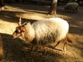 Racka sheep with curved horns and long wool