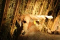 Racka sheep feeding on hey