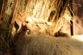 Racka sheep feeding on hey