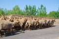 Racka sheep herd, Hortobagy National Park, Hungary Royalty Free Stock Photo