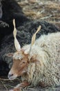 Racka sheep