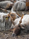 Racka sheep resting together