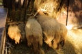 Racka sheeps feeding on hey Royalty Free Stock Photo