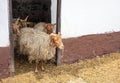 Racka sheeps Royalty Free Stock Photo