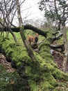 Dog playing on the moors.