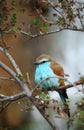 Racket-Tailed Roller perched up in a tree for a profile shot. Royalty Free Stock Photo
