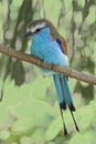Racket-tailed Roller, Coracias spatulatus, perched Royalty Free Stock Photo